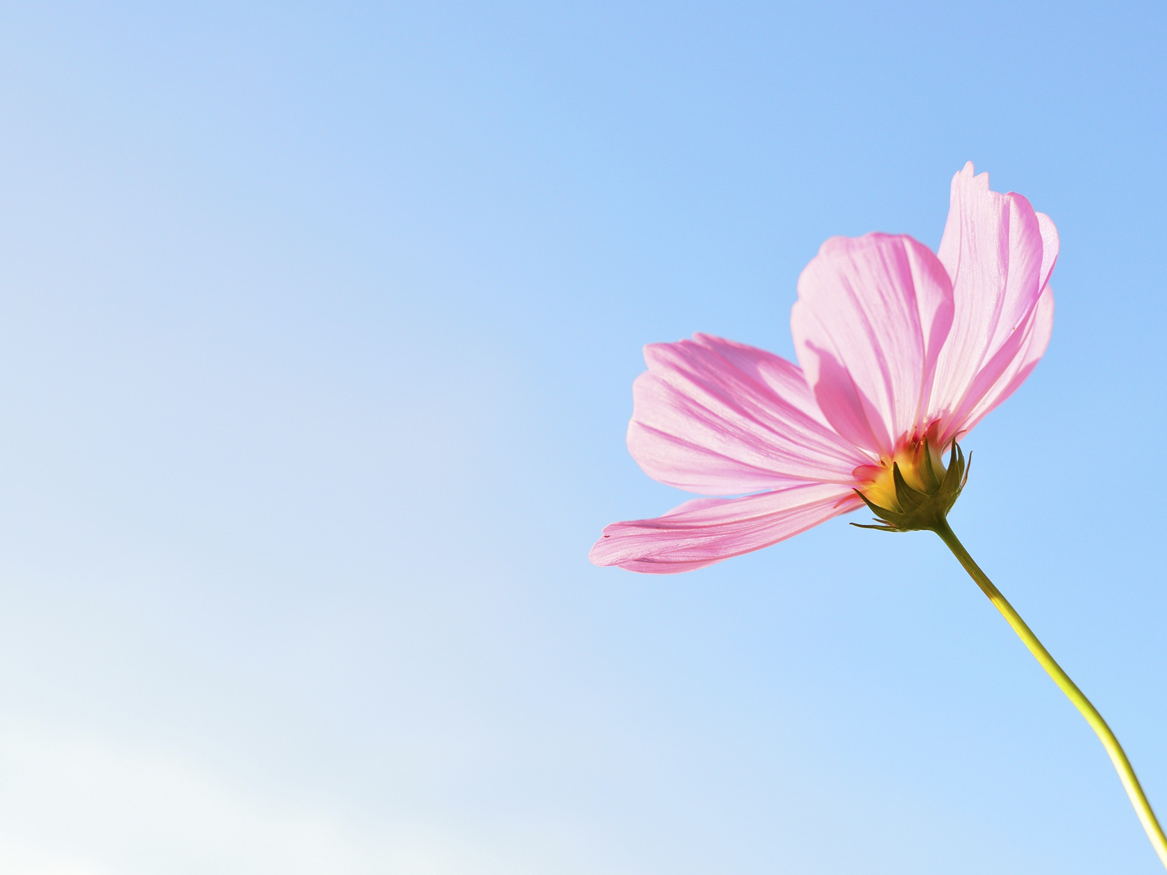 Flower, Nature, Plant, Flowers, Pink, Cosmos Flowers
